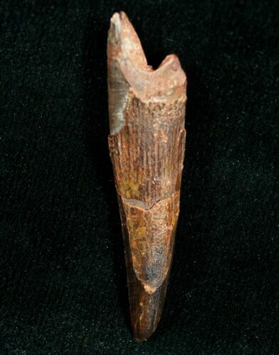 Large Inch Pterosaur Tooth - Morocco #7180